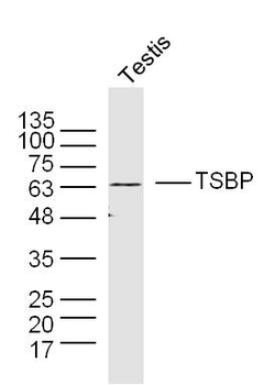 C6orf10 Rabbit Polyclonal Antibody