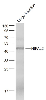 NIPAL2 Rabbit Polyclonal Antibody