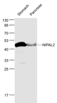 NIPAL2 Rabbit Polyclonal Antibody