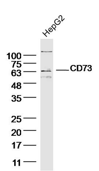 CD73 Rabbit Polyclonal Antibody