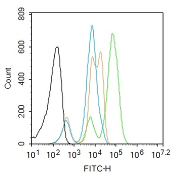 H2AX (Ubiquityl Lys119) Rabbit Polyclonal Antibody