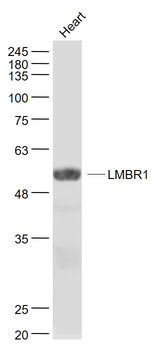 DIF14/LMBR1 Rabbit Polyclonal Antibody