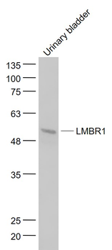 DIF14/LMBR1 Rabbit Polyclonal Antibody