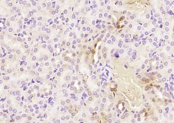 C7orf27 Rabbit Polyclonal Antibody