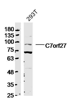 C7orf27 Rabbit Polyclonal Antibody