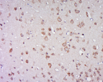 Atp1a2 Rabbit Polyclonal Antibody