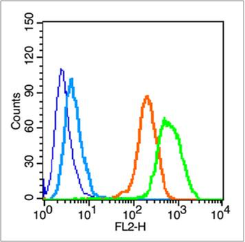 Activated Notch1 Rabbit Polyclonal Antibody