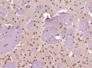 Activated Notch1 Rabbit Polyclonal Antibody