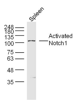 Activated Notch1 Rabbit Polyclonal Antibody