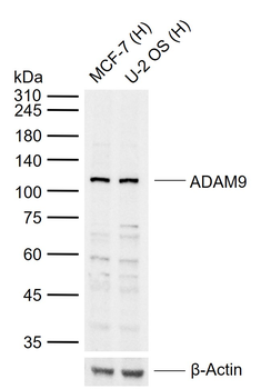 ADAM9 Rabbit Polyclonal Antibody