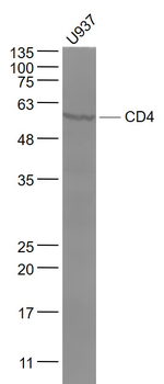 CD4 Rabbit Polyclonal Antibody