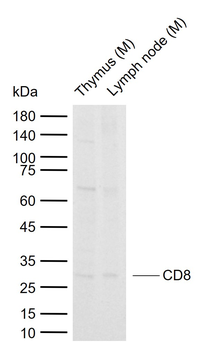 CD8 Rabbit Polyclonal Antibody