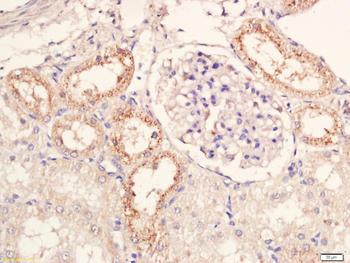 GPR106 Rabbit Polyclonal Antibody