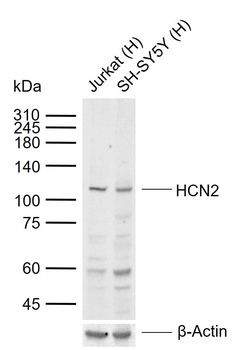 HCN2 Rabbit Polyclonal Antibody