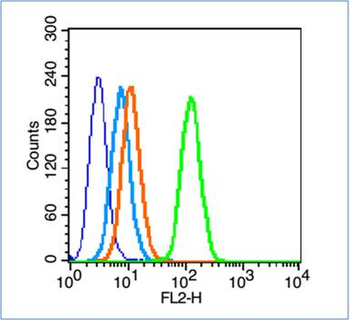 Phospho-Insulin Receptor Beta (Tyr1361) Rabbit Polyclonal Antibody