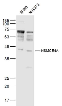 NSMCE4A Rabbit Polyclonal Antibody