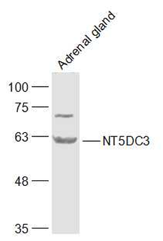 NT5DC3 Rabbit Polyclonal Antibody