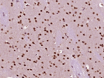 NUP43 Rabbit Polyclonal Antibody