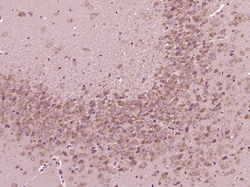 NXN Rabbit Polyclonal Antibody