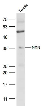 NXN Rabbit Polyclonal Antibody