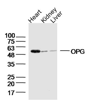 OPG Rabbit Polyclonal Antibody