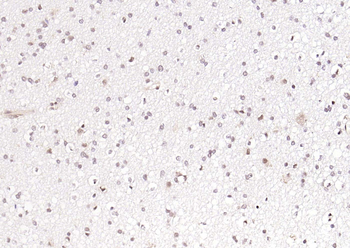 OIT3 Rabbit Polyclonal Antibody