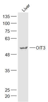 OIT3 Rabbit Polyclonal Antibody