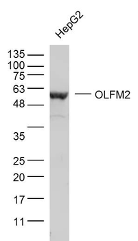 OLFM2 Rabbit Polyclonal Antibody