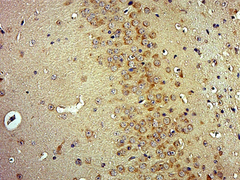 OLFML2A Rabbit Polyclonal Antibody