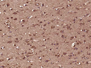 OLFML2B Rabbit Polyclonal Antibody
