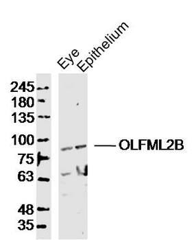 OLFML2B Rabbit Polyclonal Antibody