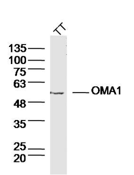 OMA1 Rabbit Polyclonal Antibody
