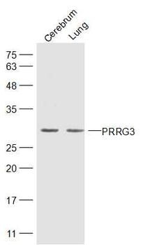 PRRG3 Rabbit Polyclonal Antibody