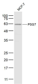 PSG7 Rabbit Polyclonal Antibody