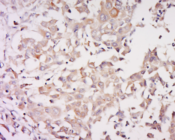 PSMG1 Rabbit Polyclonal Antibody