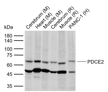 DLAT Rabbit Polyclonal Antibody