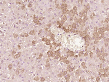 PCTP Rabbit Polyclonal Antibody