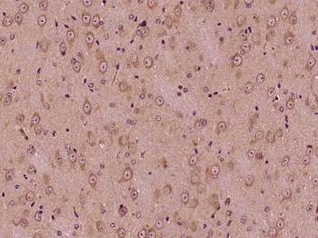 PELI3 Rabbit Polyclonal Antibody