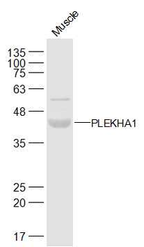 PLEKHA1 Rabbit Polyclonal Antibody