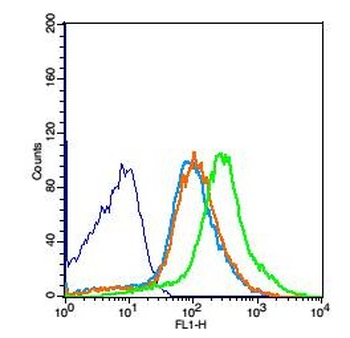 PCDH7 Rabbit Polyclonal Antibody