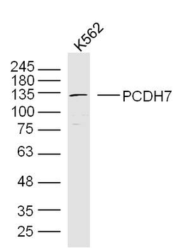 PCDH7 Rabbit Polyclonal Antibody