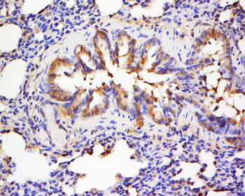 Phospho-Bcl-xL (Ser62) Rabbit Polyclonal Antibody