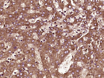 RABL2A Rabbit Polyclonal Antibody