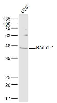 Rad51L1 Rabbit Polyclonal Antibody