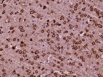 RhoF Rabbit Polyclonal Antibody