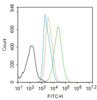 RUNX2 Rabbit Polyclonal Antibody