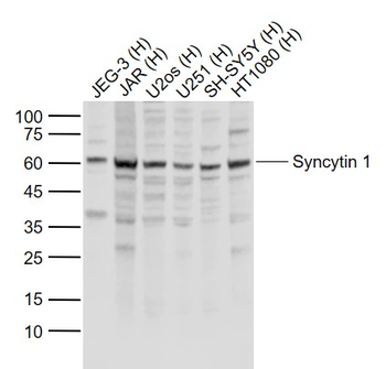 Syncytin 1 Rabbit Polyclonal Antibody