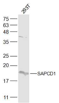 SAPCD1 Rabbit Polyclonal Antibody