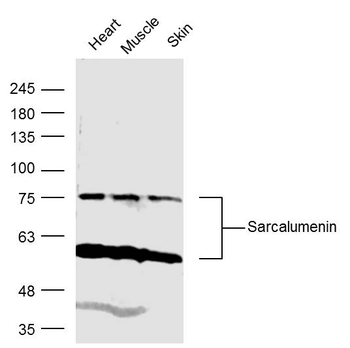 Sarcalumenin Rabbit Polyclonal Antibody