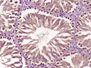 SEC14L4 Rabbit Polyclonal Antibody